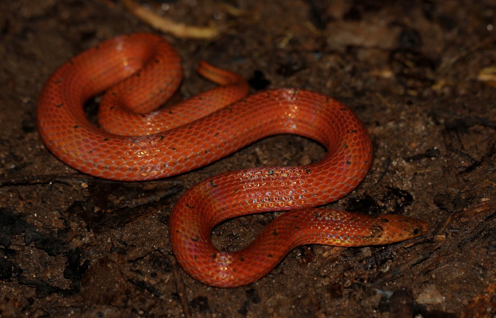 Sri Lankan Snake Species